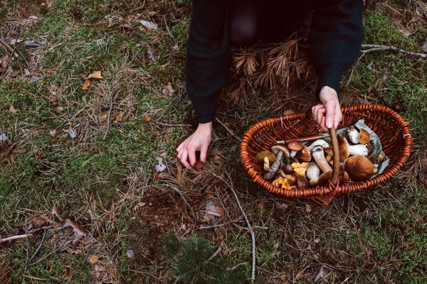 Hor sa na hubačku. Rastú!