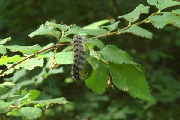 Občianska iniciatíva zastavila celoplošné striekanie lesov