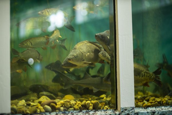 Výstavy Poľovník a Včelár a For Fishing prinesú do Nitry technológie, osobnosti aj bohatý program