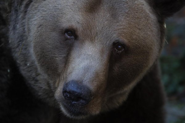 Viaceré organizácie odmietajú Tarabov plán na odstrel 350 medveďov