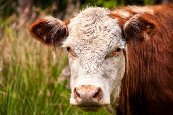 Na farme v Jurovej je podozrenie na slintačku a krívačku, chov v Dolnom Štále je bez podozrení