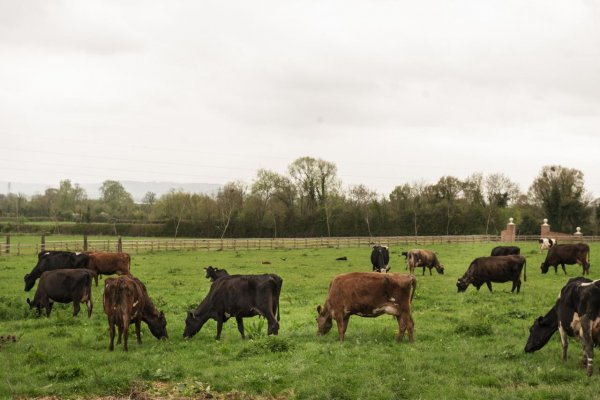 Česko od polnoci zruší opatrenia proti slintačke na hranici so Slovenskom