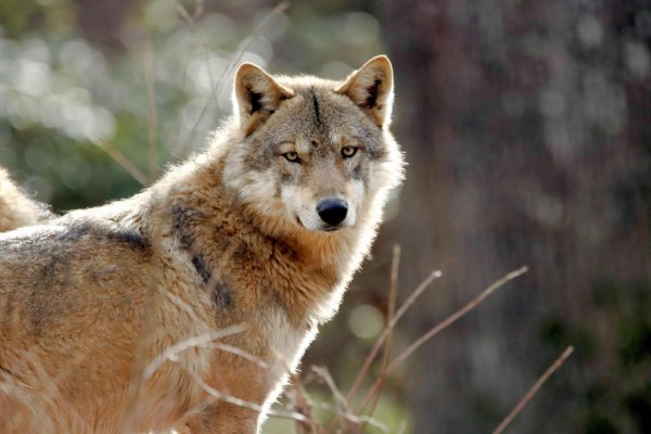 EÚ pripravuje zmenu pravidiel pre prísnu ochranu vlka