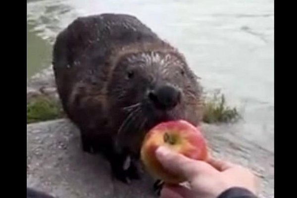 Marián Hletko: Bobry dostali pod stromčeky darčeky