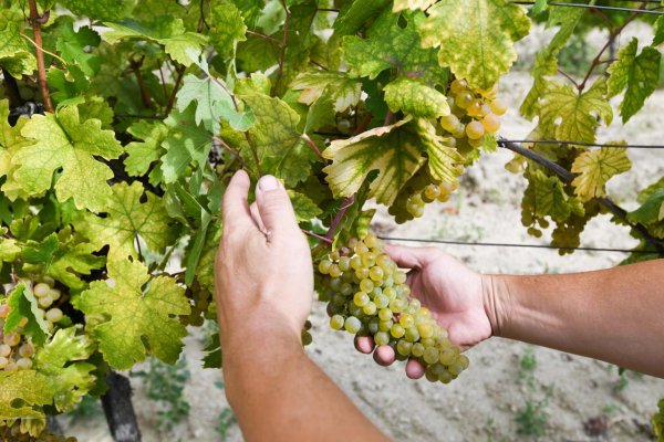 Bratislava chce obnoviť mestské vinohrady