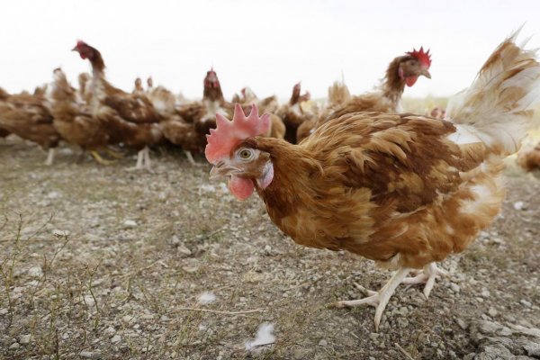 Vtáčia chrípka bola zachytená aj na Slovensku, našli ju pri Nitre