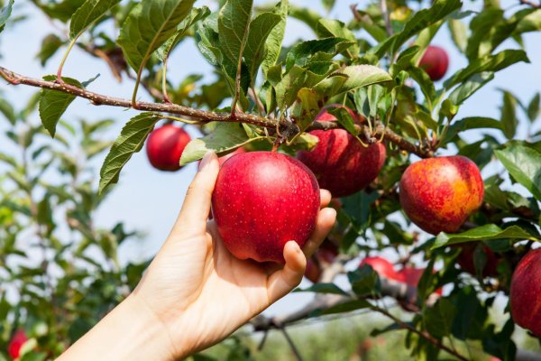 Vedeli ste, že jablká majú svoj medzinárodný deň? Netradične ho oslávili v BILLA