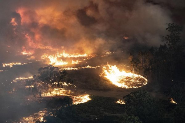 Požiare v Austrálii boli katastrofou pre divú zver, postihli životy takmer troch miliárd zvierat