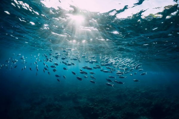 J&T BANKA upriamuje pozornosť na ochranu morských ekosystémov